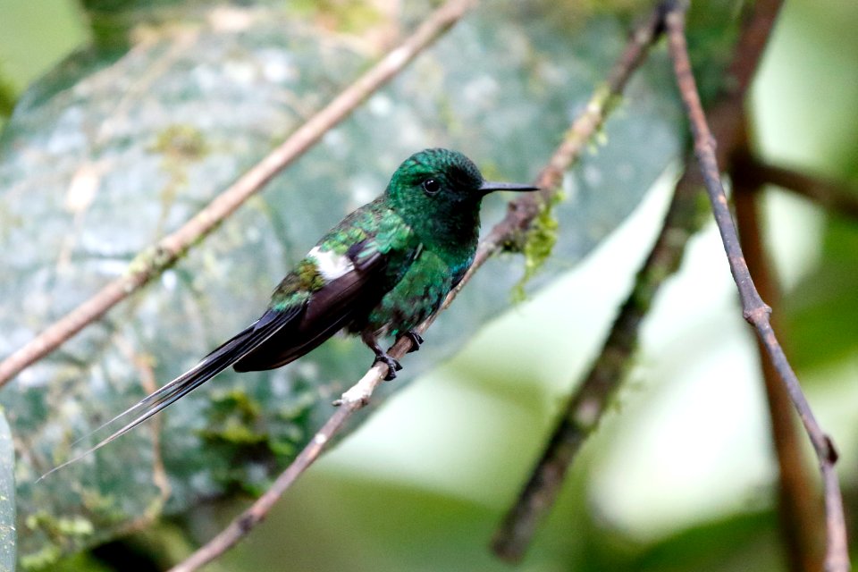 Green Thorntail, (Discosura conversii) - 260A1936