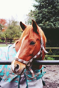 Paddock brown horse head photo