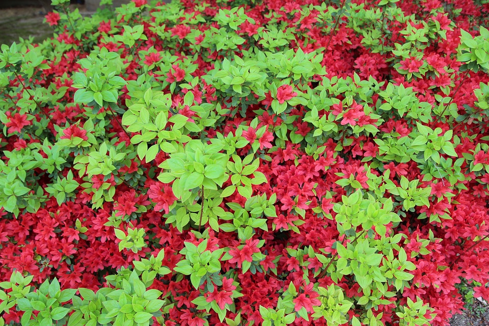 Spring red abstract