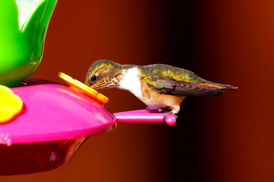 Scintillant Hummingbird
