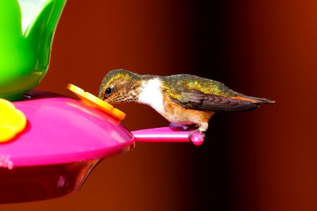 Scintillant Hummingbird photo