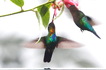 Fiery-throated Hummingbird 260A4302 photo