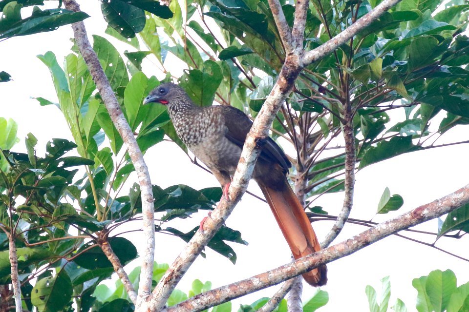 Speckled Chachalaca (Ortalis guttata) - 1107