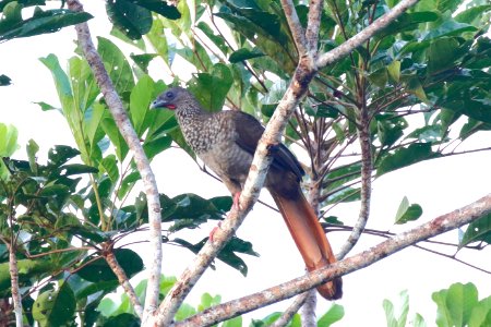 Speckled Chachalaca (Ortalis guttata) - 1107 photo