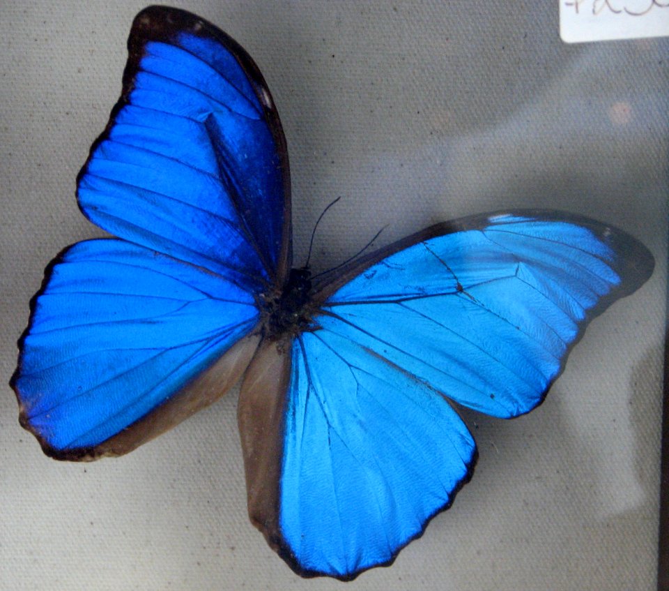 morpho butterfly