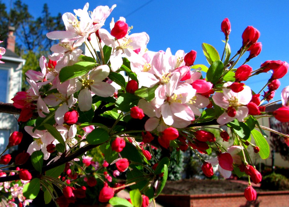 pink fruit tree blossoms 3