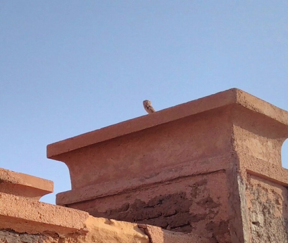 Ein Käuzchen guckt uns bei der Arbeit zu