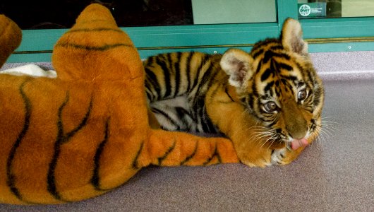 Dreamworld Tiger Island cub photo