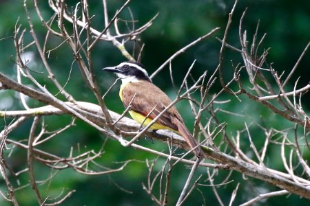 Boat-billed Flycatcher (Megarynchus pitangua) - 0740