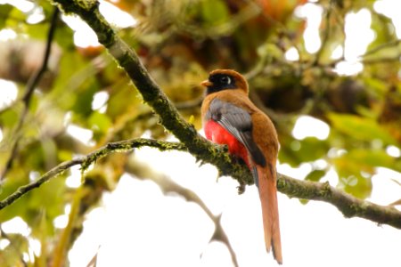 Masked Trogon  (Trogon Personatus)