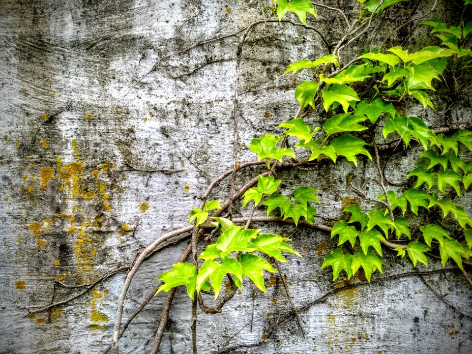 Parthenocissus quinquefolia