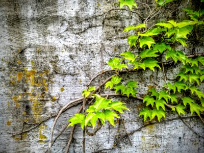 Parthenocissus quinquefolia