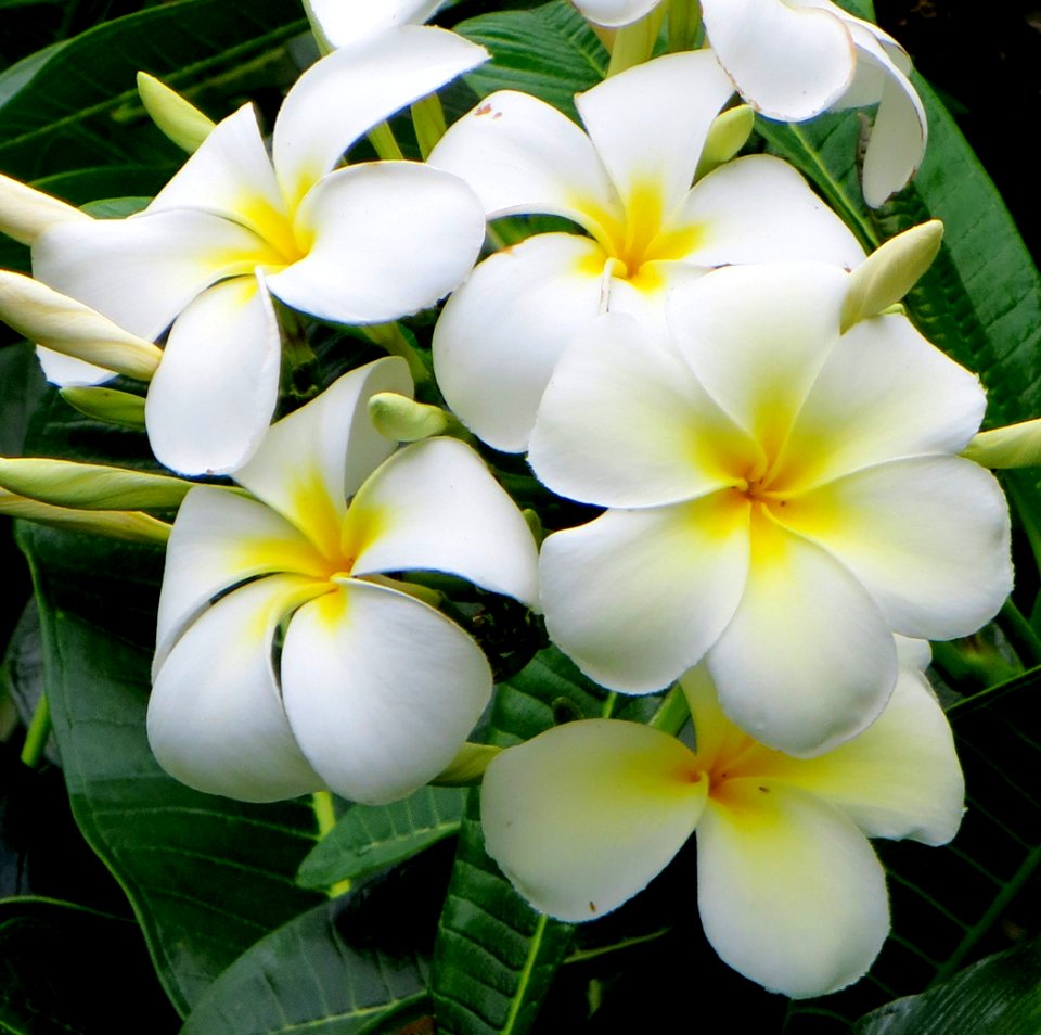 plumeria 2 photo