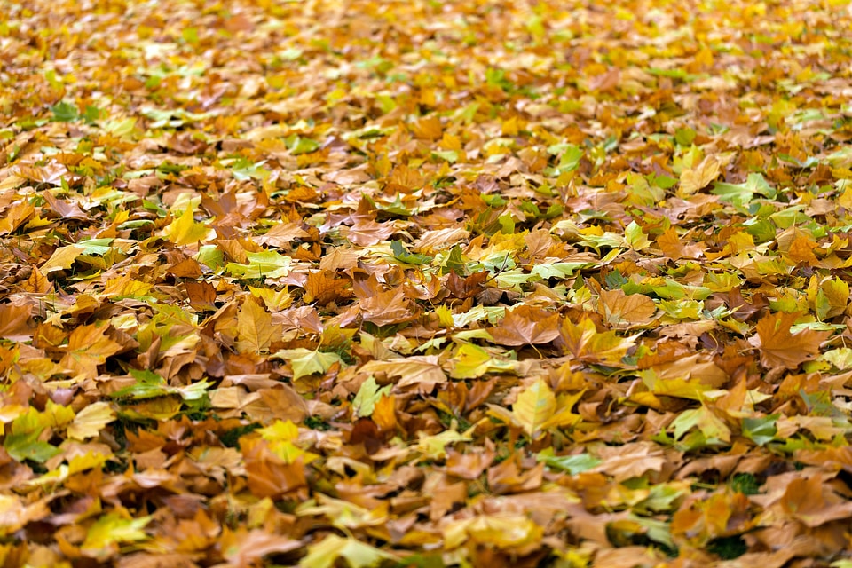 Background fall leaves nature