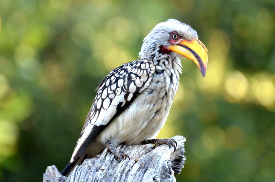 Bucero del Damaraland - Namibia