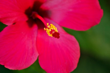 Hibiscus rosa-sinensis photo