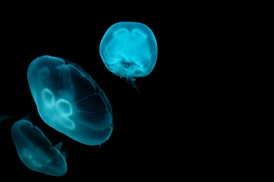 Jellyfish