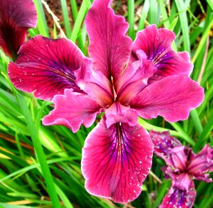 pink dwarf iris photo