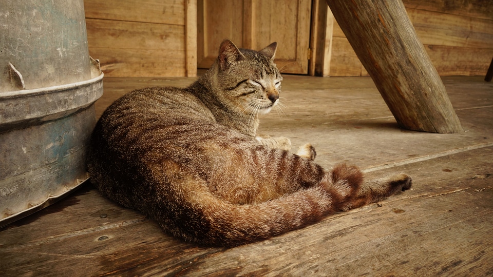 Pets relax sleep photo