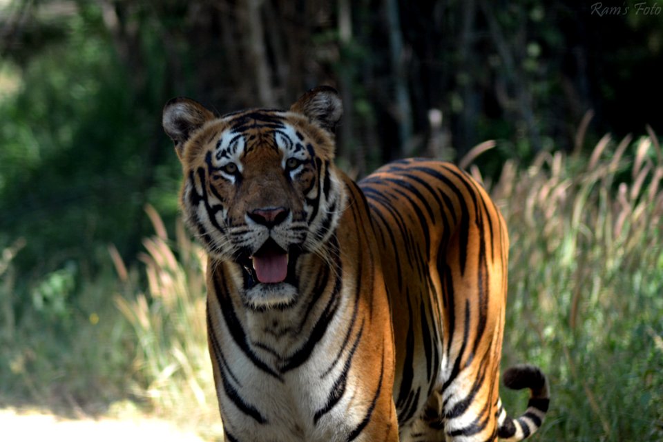 Royal Bengal Tiger