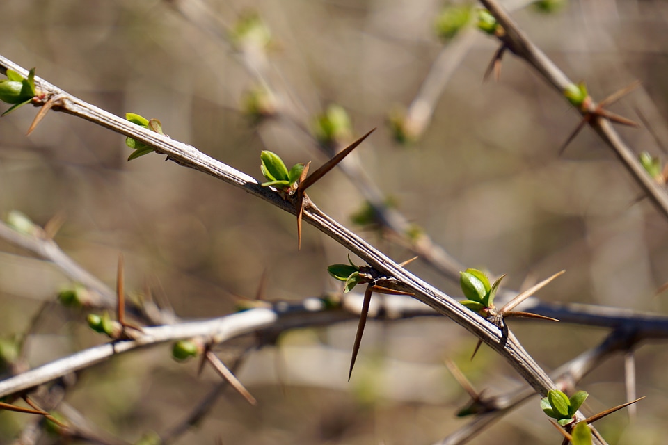 Vinegar berry plant bush