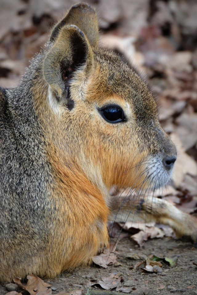 Animal pampa haas rodent
