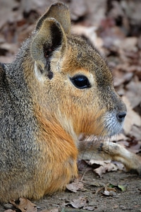 Animal pampa haas rodent