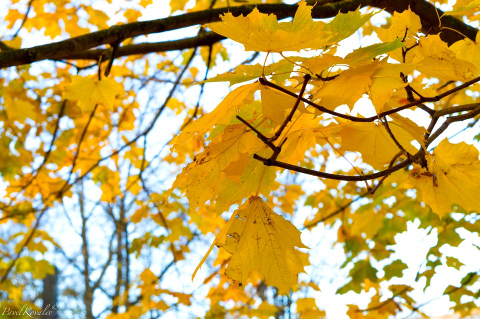 Maple leaves