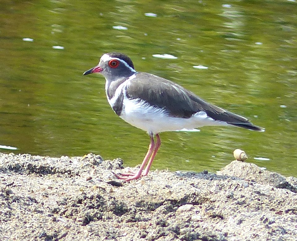 Charadrius tricolaris