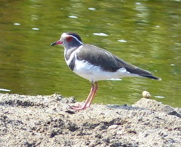 Charadrius tricolaris
