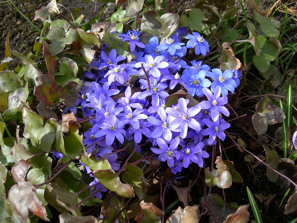 Nature blue beautifully