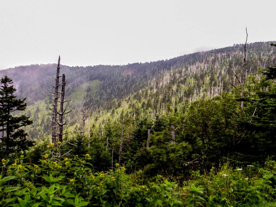 ClingmansDome Map.jpg