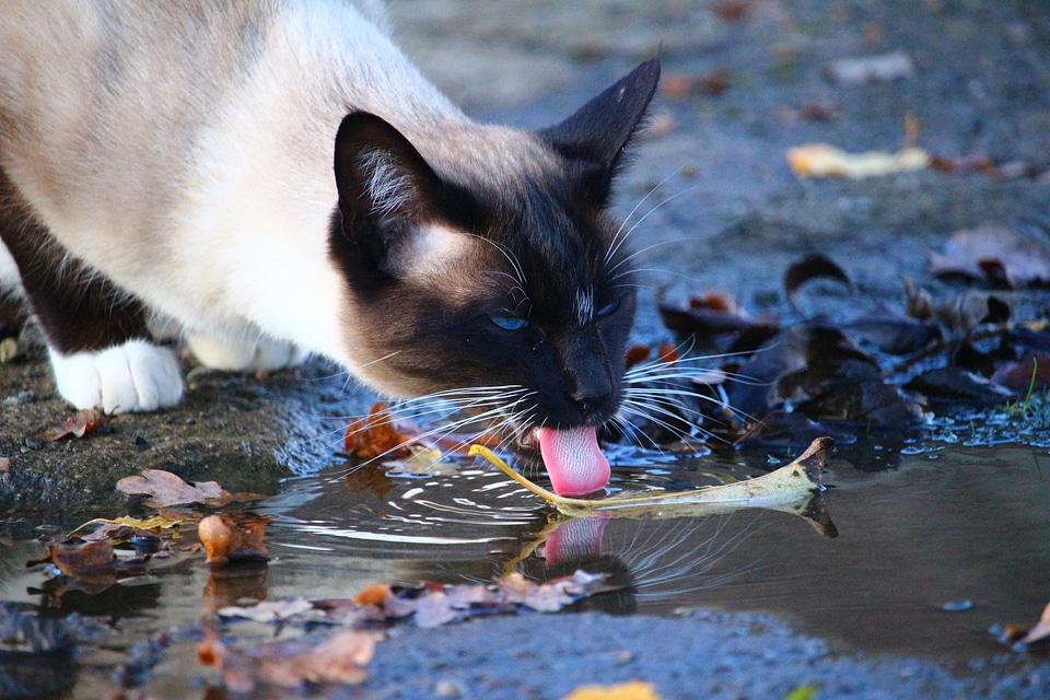 Tongue water siamese cat
