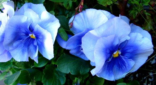 blue pansies 2 photo