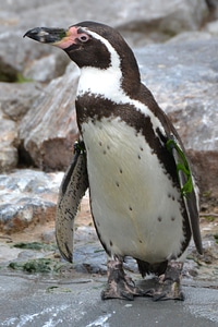 Animal penguin waterfowl