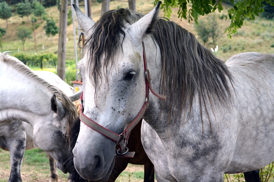 Animal horse rural landscape