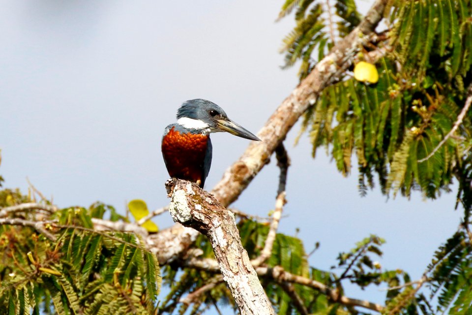 Ringed Kingfisher (Megaceryle torquata) - 260A1488
