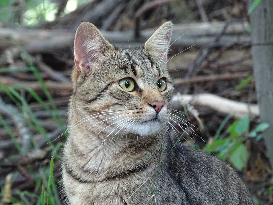Domestic cat forest look