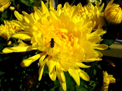 yellow chrysanthemum with bee photo
