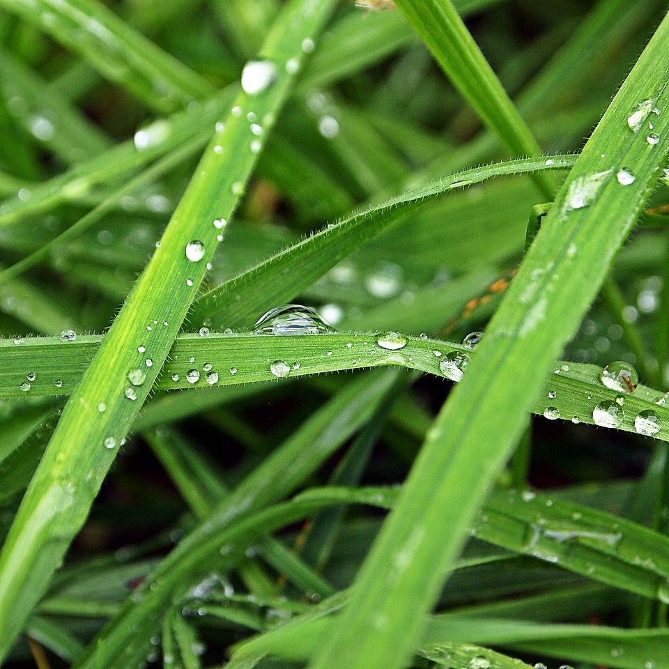 Grass morning nature