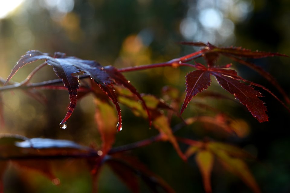 japanese maple