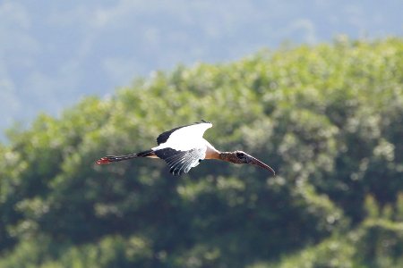 Woodstork photo