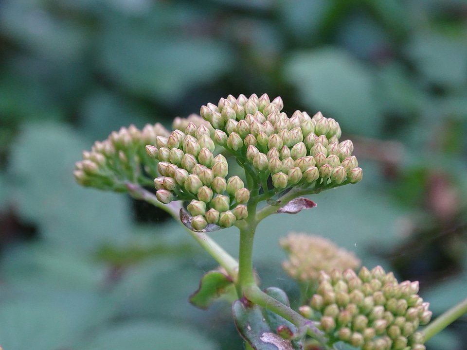 Bud nature forest