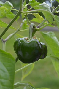 Vegetable green plant