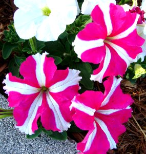 pink pinwheel petunias photo