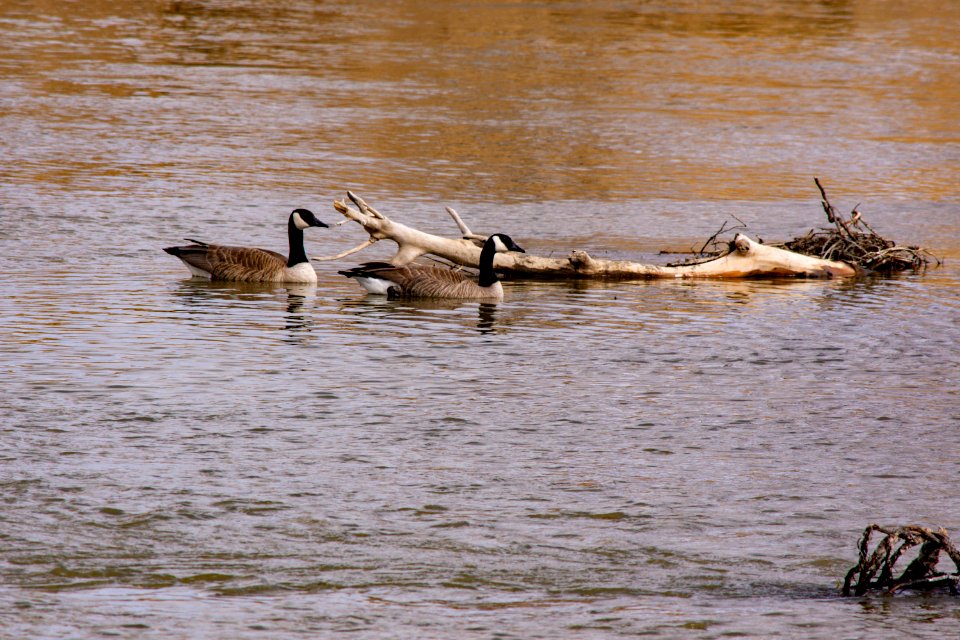 20200410 Sundance Lodge 70