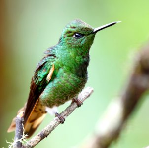 Buff-tailed Coronet (f) (Boissonneaua flavescens) - 260A2892