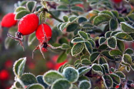 Red berries in the frost photo