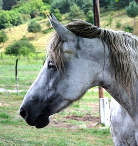 Animal horse profile