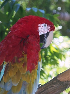 Animal colorful beak photo